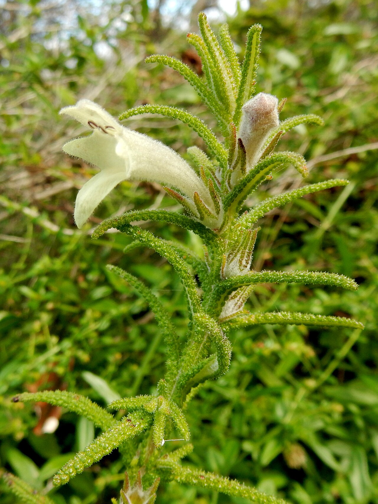 Chloanthes stoechadis: Chloanthes stoechadis at Dee Why, Sydney