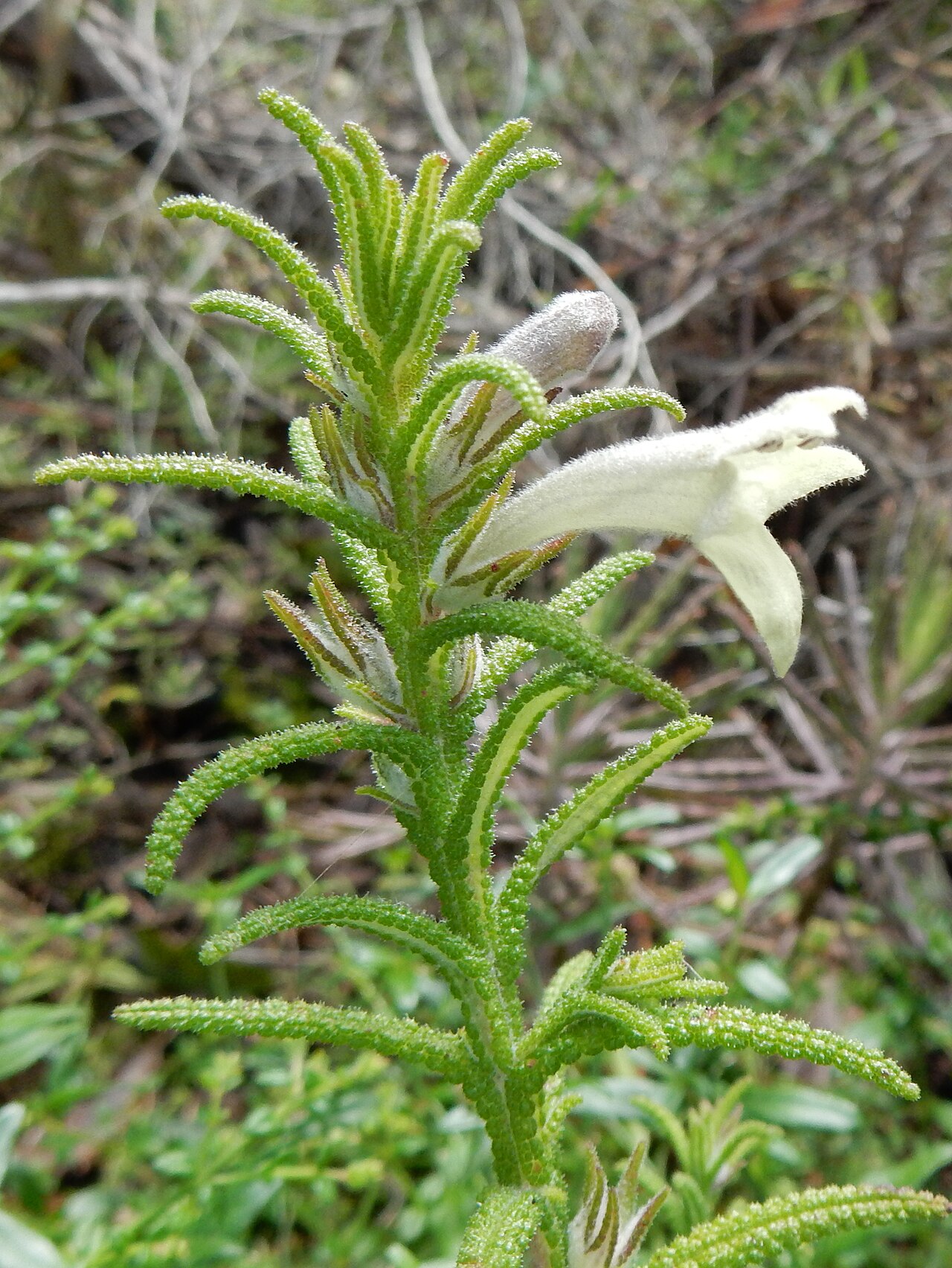 Chloanthes stoechadis: Chloanthes stoechadis at Dee Why