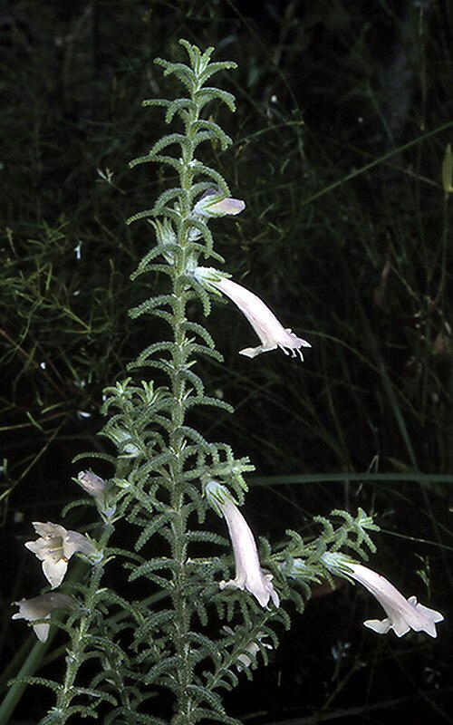 Chloanthes stoechadis: Chloanthes stoechadis en el Booderee National Park, ACT, Australia.