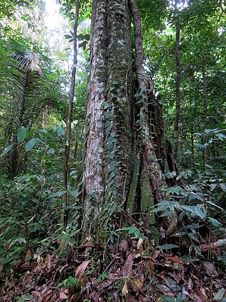 Cogwood: Greenheart (Chlorocardium rodiei) is an evergreen native to Guyana and Suriname. The tree's extremely hard wood is highly valued.