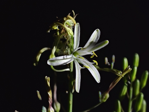 Narrowleaf soap plant (Chlorogalum angustifolium)
