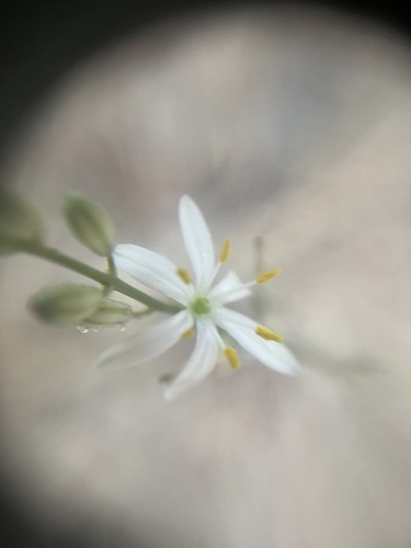 Narrowleaf soap plant (Chlorogalum angustifolium)