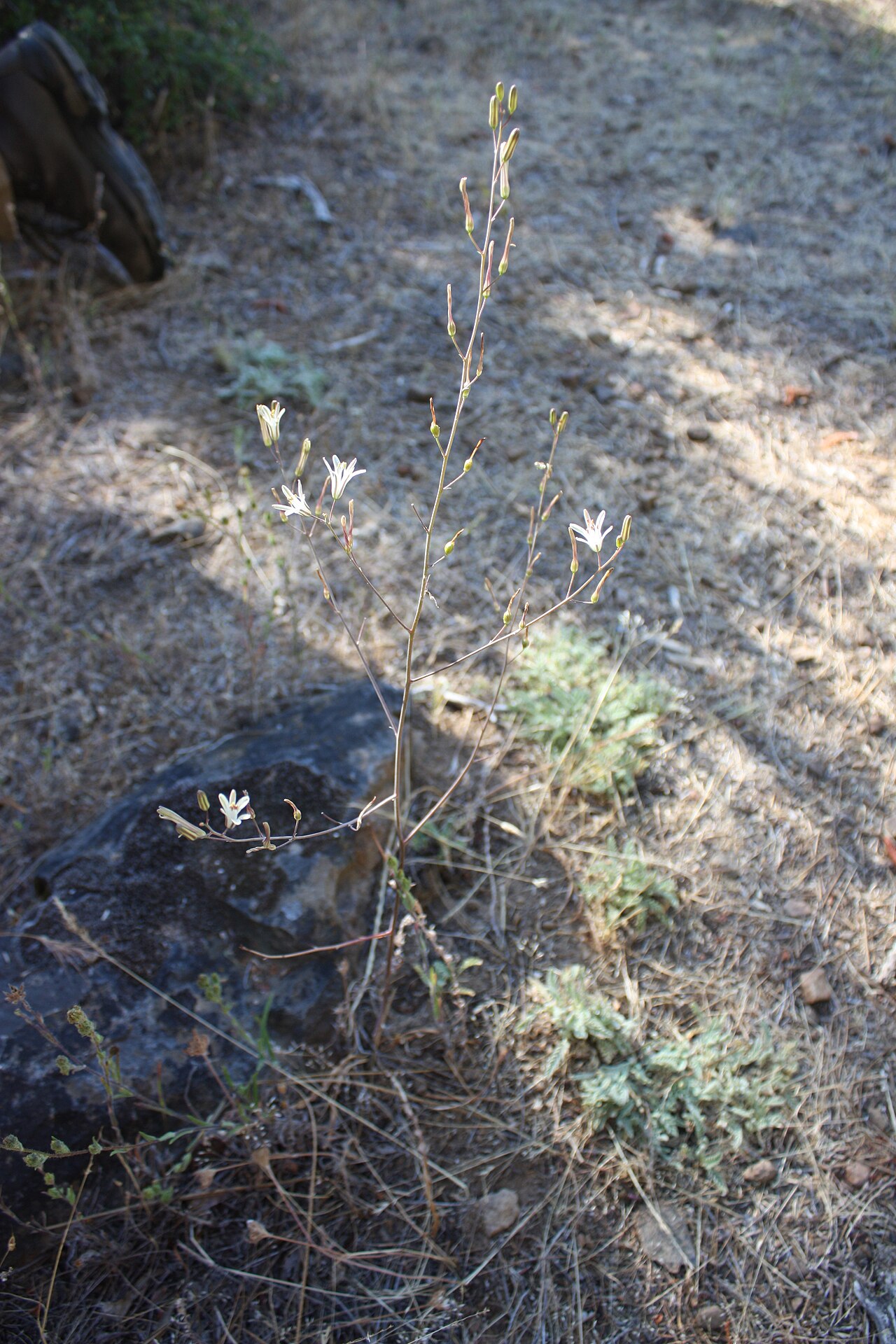 Narrowleaf soap plant: IMG_5669