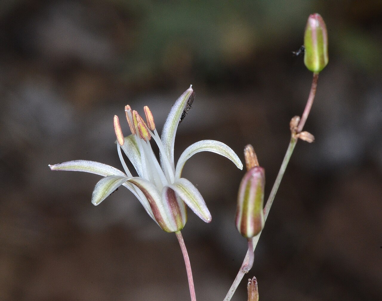 Narrowleaf soap plant: Narrowleaf soap plant ( Chlorogalum angustifolium ) in the United States
