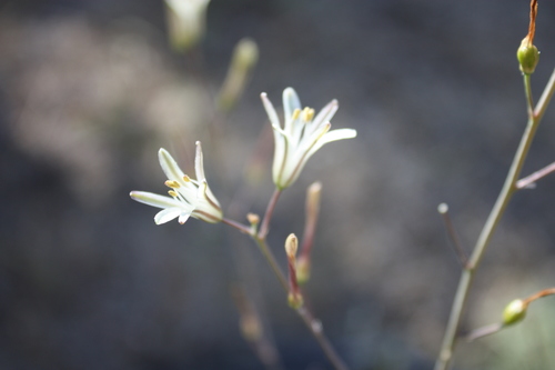 Narrowleaf soap plant (Chlorogalum angustifolium)
