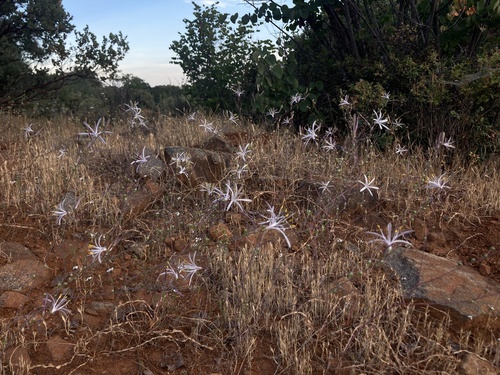 Red hills soap plant (Chlorogalum grandiflorum)