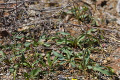 Red hills soap plant (Chlorogalum grandiflorum)