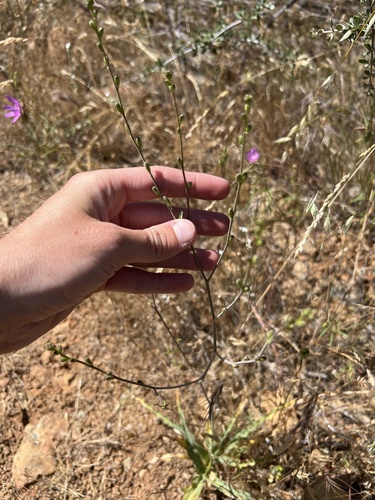 Red hills soap plant (Chlorogalum grandiflorum)