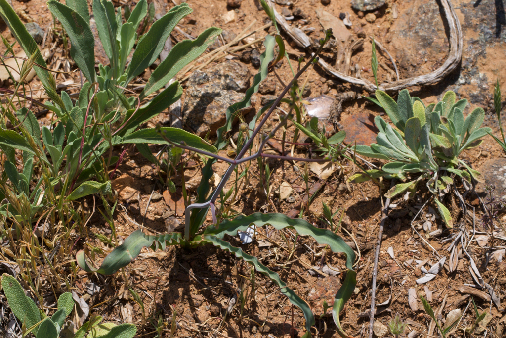 Red hills soap plant (Chlorogalum grandiflorum)