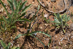 Red hills soap plant (Chlorogalum grandiflorum)