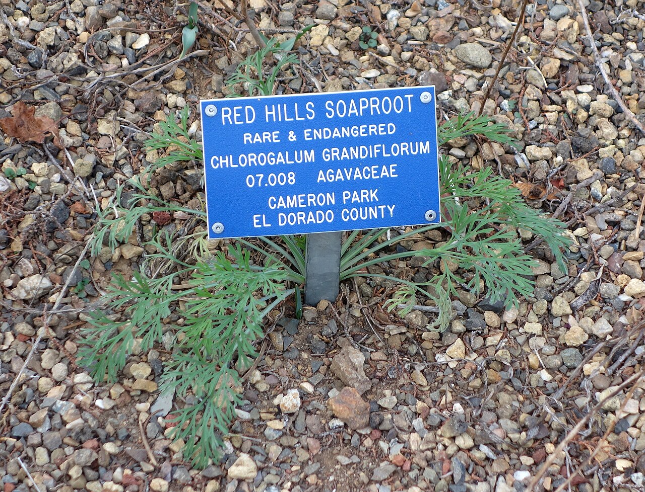 Red hills soap plant: Botanical specimen in the Regional Parks Botanic Garden, Berkeley, California, USA.