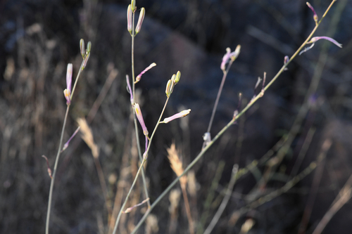 Red hills soap plant (Chlorogalum grandiflorum)