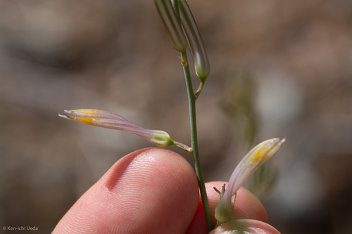 Red hills soap plant (Chlorogalum grandiflorum)