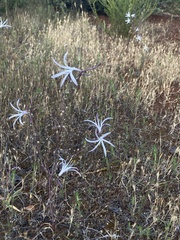 Red hills soap plant (Chlorogalum grandiflorum)
