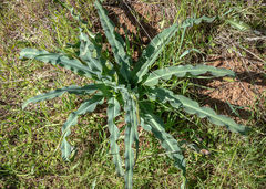 Wavyleaf soap plant (Chlorogalum pomeridianum)