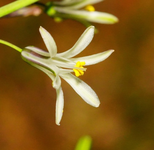 Wavyleaf soap plant (Chlorogalum pomeridianum)