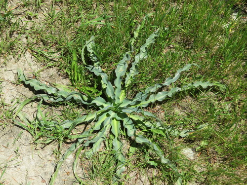 Wavyleaf soap plant (Chlorogalum pomeridianum)