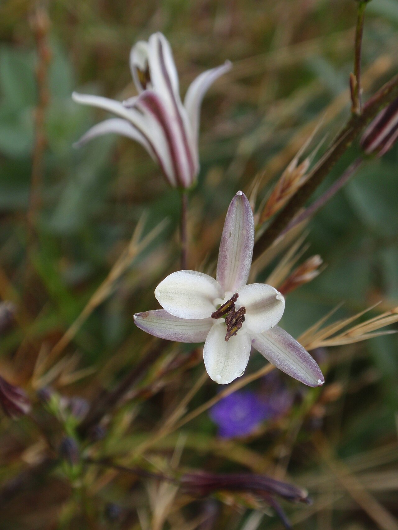 Wavyleaf soap plant: Chlorogalum pomeridianum on Ring Mountain, Tiburon, California, USA.