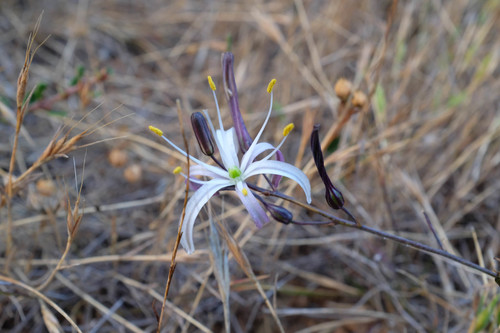 Wavyleaf soap plant (Chlorogalum pomeridianum)