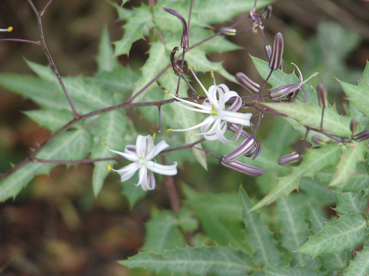 Wavyleaf soap plant: First flowers from seed sown in 2013. Thanks Dennis