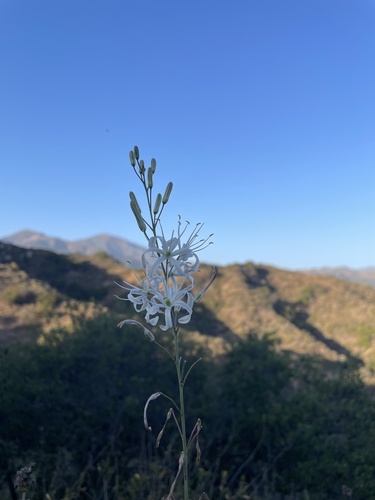 Wavyleaf soap plant (Chlorogalum pomeridianum)