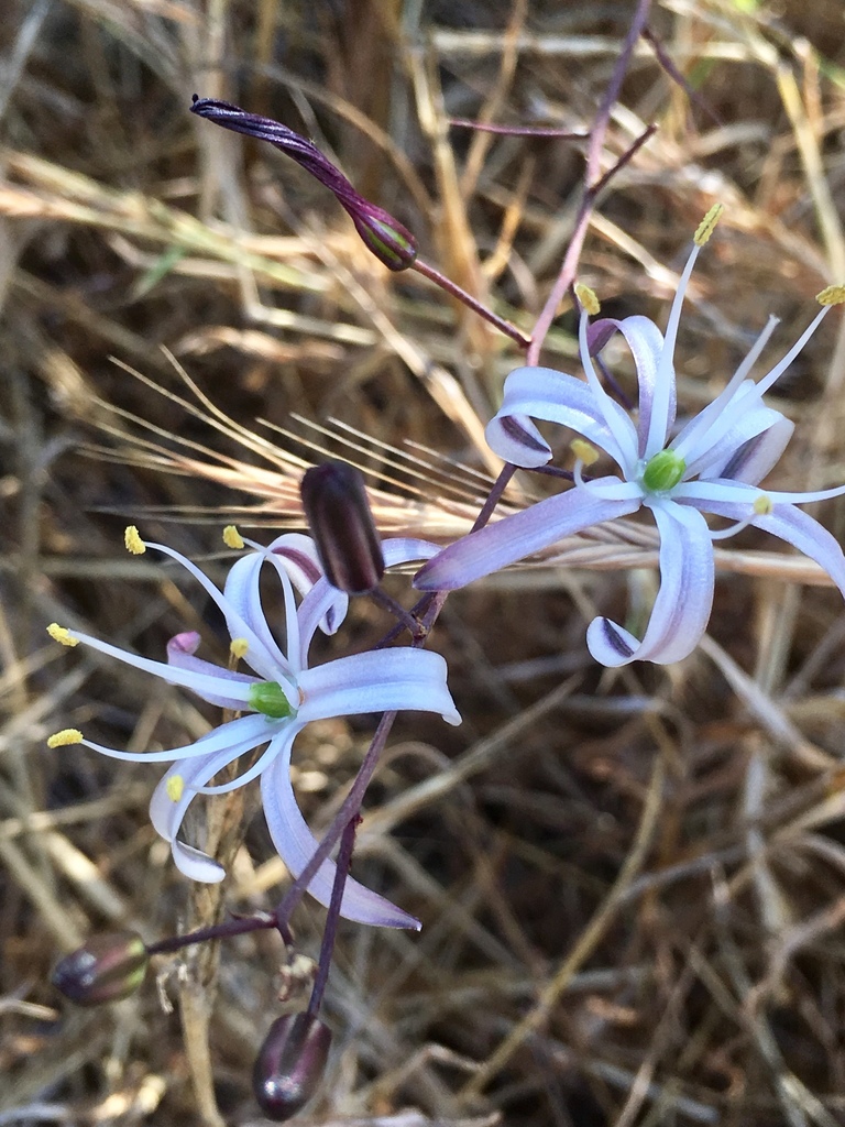 Wavyleaf soap plant (Chlorogalum pomeridianum)