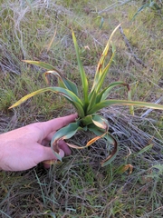 Wavyleaf soap plant (Chlorogalum pomeridianum)