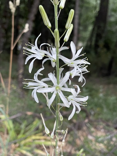 Wavyleaf soap plant (Chlorogalum pomeridianum)