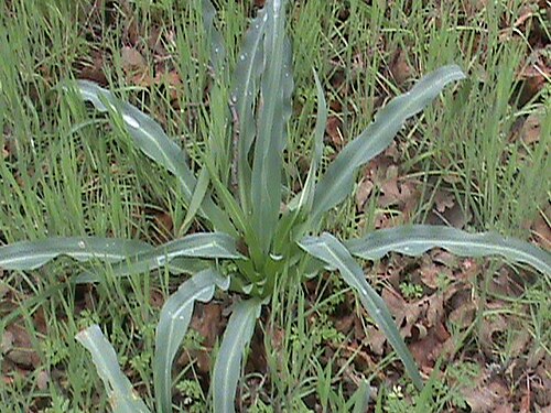Wavyleaf soap plant: Soap plant ( Chlorogalum pomeridianum ) — used by native peoples as soap, a medicinal plant, and to catch fish in ponds. Often found in California chaparral and