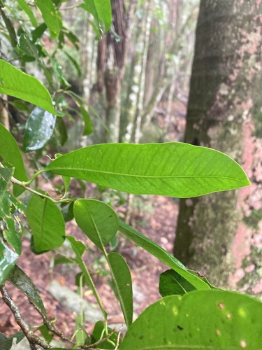 Chloroluma gonocarpa (Chloroluma gonocarpa)