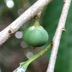 Chloroluma gonocarpa (Chloroluma gonocarpa)