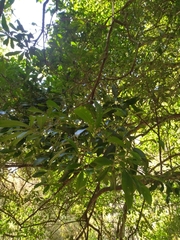 Chloroluma gonocarpa (Chloroluma gonocarpa)