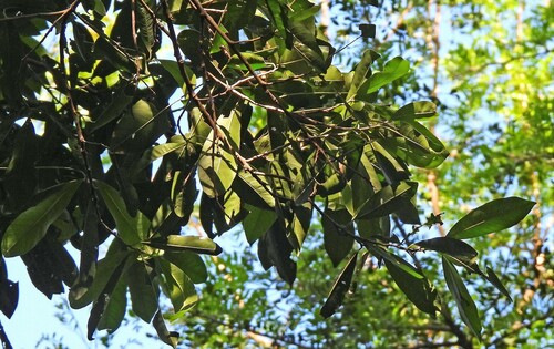 Chloroluma gonocarpa (Chloroluma gonocarpa)