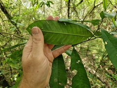 Chloroluma gonocarpa (Chloroluma gonocarpa)