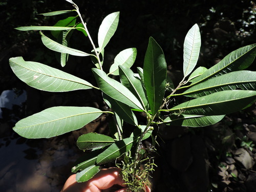 Chloroluma gonocarpa (Chloroluma gonocarpa)