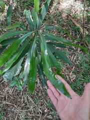 Chloroluma gonocarpa (Chloroluma gonocarpa)