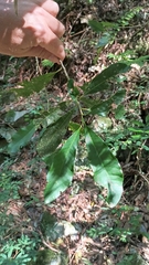 Chloroluma gonocarpa (Chloroluma gonocarpa)