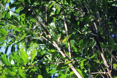 Chloroluma gonocarpa (Chloroluma gonocarpa)
