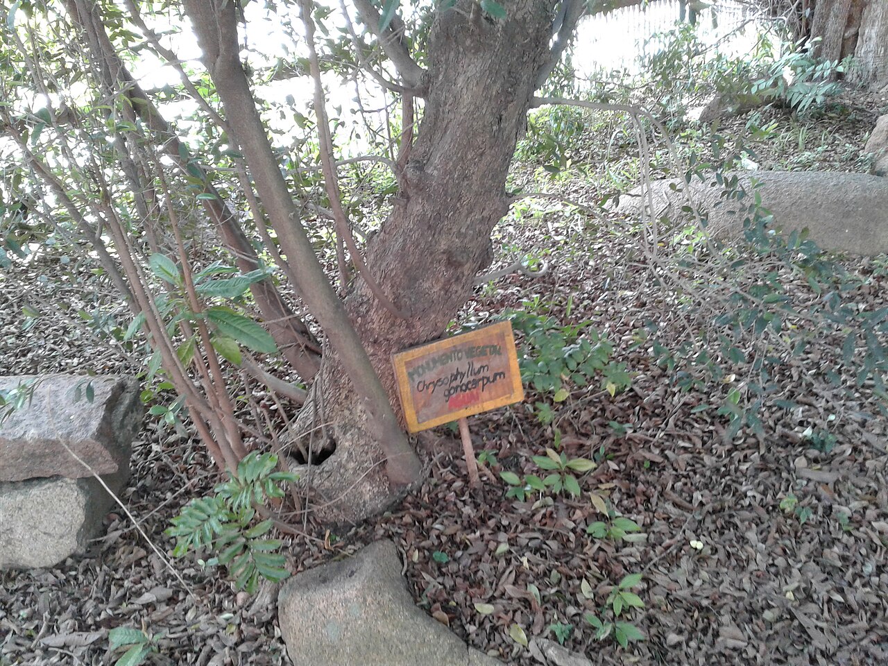 Chloroluma gonocarpa: Chrysophyllum gonocarpum