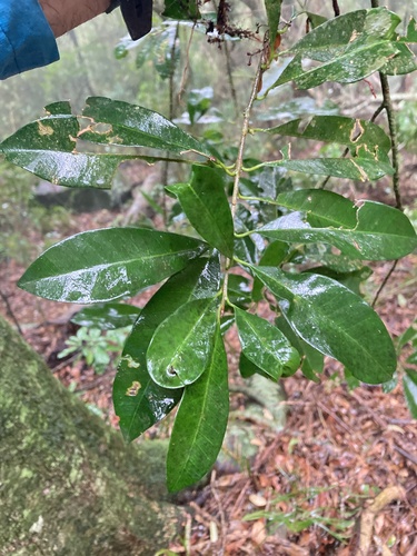 Chloroluma gonocarpa (Chloroluma gonocarpa)