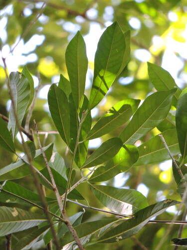 Chloroluma gonocarpa (Chloroluma gonocarpa)