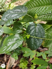 Chloropetalum denticulatum (Chloropetalum denticulatum)
