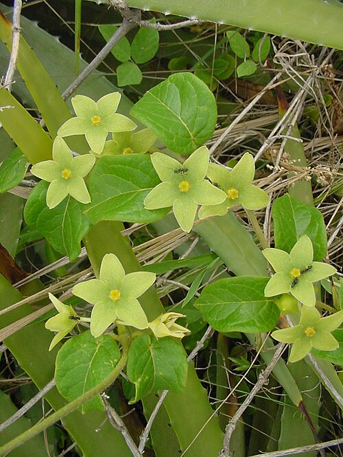 Chloropetalum denticulatum: Matelea denticulata - APOCYNACEAE Torres - RS - Brasil.