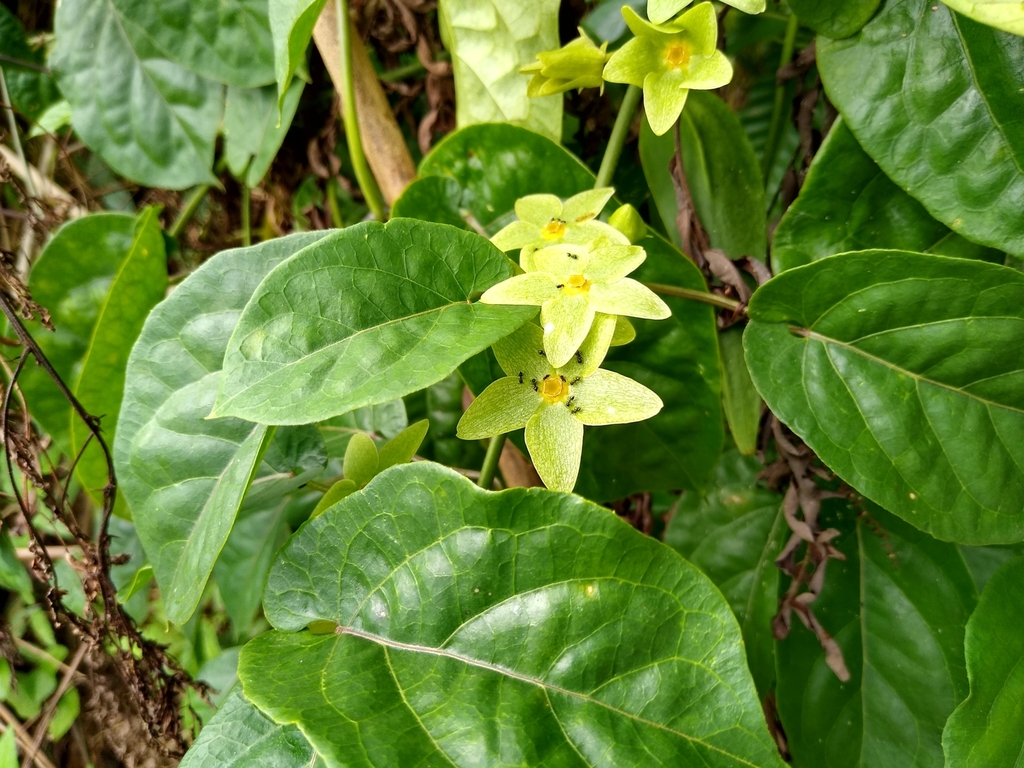 Chloropetalum denticulatum (Chloropetalum denticulatum)