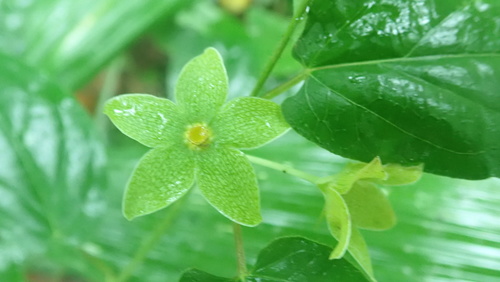 Chloropetalum denticulatum (Chloropetalum denticulatum)