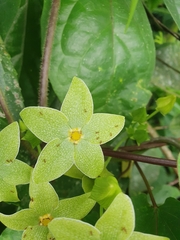 Chloropetalum denticulatum (Chloropetalum denticulatum)