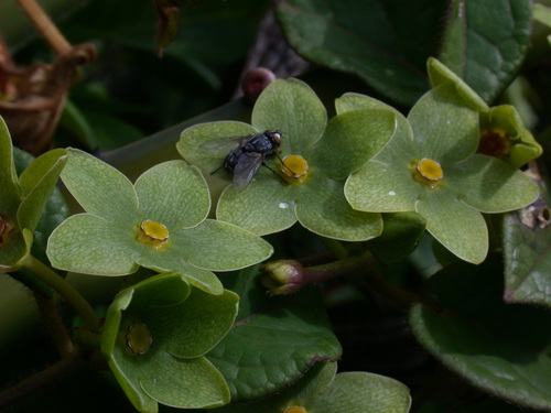 Chloropetalum denticulatum (Chloropetalum denticulatum)