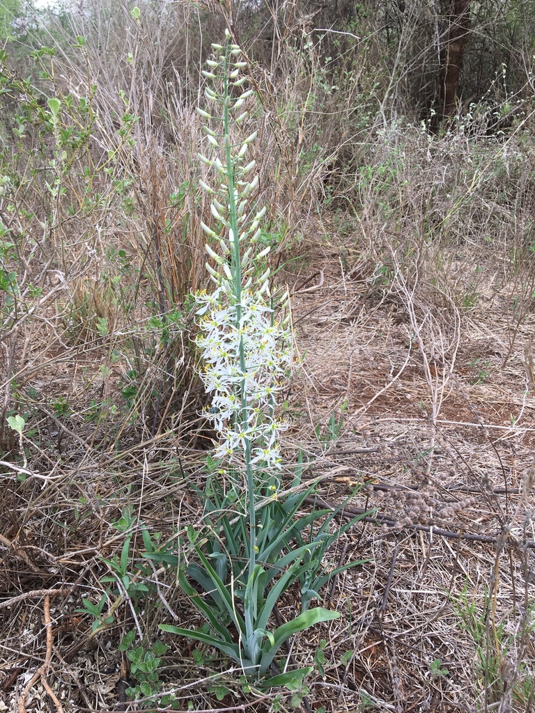 Chlorophytum africanum (Chlorophytum africanum)