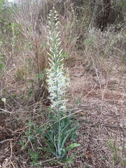 Chlorophytum africanum (Chlorophytum africanum)