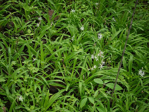 Chlorophytum borivilianum: Liliaceae (lily family) » Chlorophytum borivilianum kloh-roh-FY-tum -- from the Greek chloros (green), and phyton (plant) bory-wili-YAH-num -- of or from Borivi